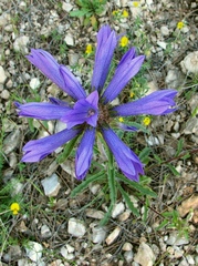 Campanula lingulata