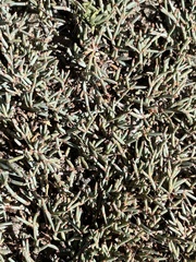 Ephedra frustillata