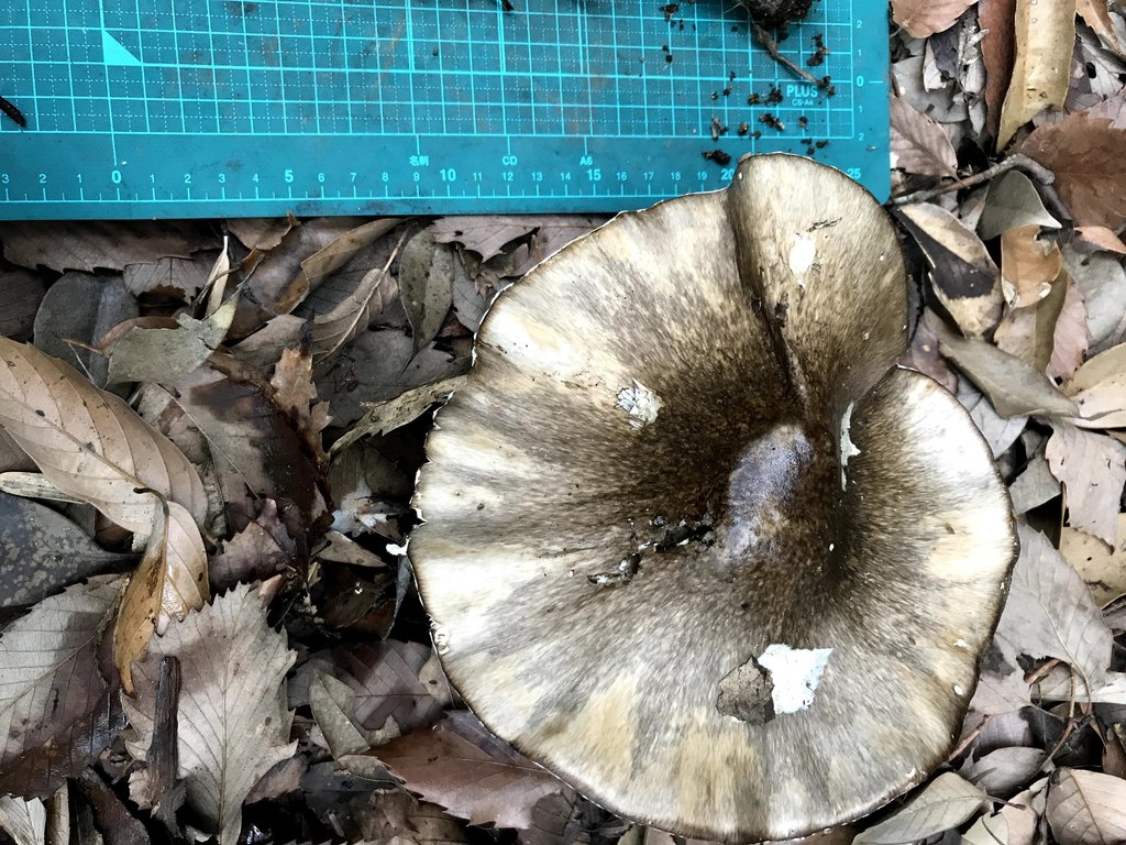 Amanita pseudoporphyria · June 2018 · photo: © atsushi_nakajima_cirque (iNaturalist, cc-by)