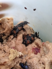 Nicrophorus nepalensis