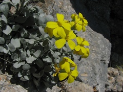 Resetnikia triquetra
