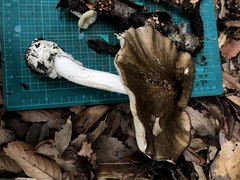 Amanita pseudoporphyria