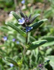 Buglossoides incrassata