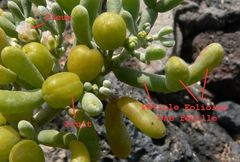 Tetraena fontanesii image