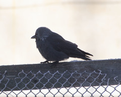 Corvus monedula