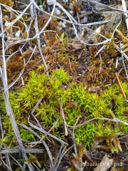 Tortella inclinata