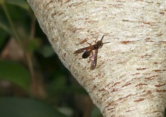 Angiopolybia