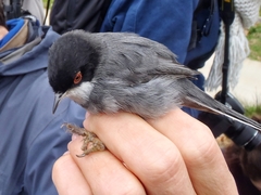 Curruca melanocephala