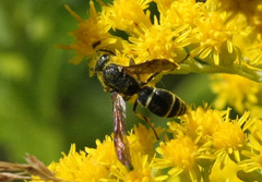 Ancistrocerus albolacteus