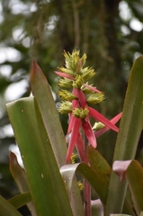Aechmea aquilega