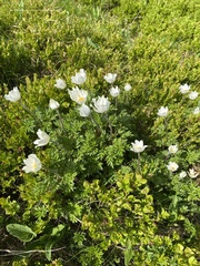 Pulsatilla alpina