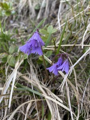 Soldanella
