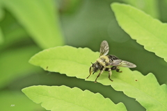 Laphria huron