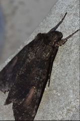 Isognathus scyron