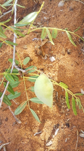 Dicraeopetalum capuronianum image