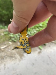 Bombina variegata variegata