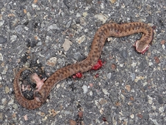 Vipera aspis zinnikeri