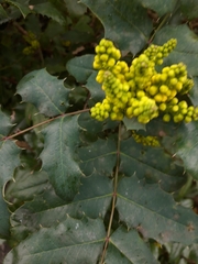 Berberis aquifolium