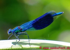 Calopteryx splendens