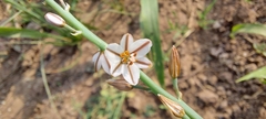 Asphodelus tenuifolius