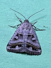 Acantholipes juba