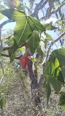 Jatropha mahafalensis image