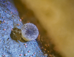 Ascobolus sacchariferus