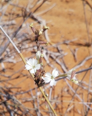 Plumbago aphylla image