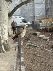 Alopochen aegyptiaca