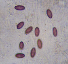 Ascobolus sacchariferus