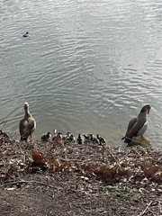 Alopochen aegyptiaca