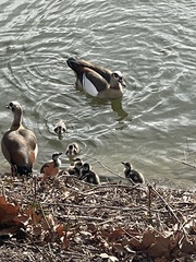 Alopochen aegyptiaca