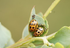 Peltoschema basicolle