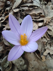 Crocus suaveolens