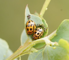 Peltoschema basicolle