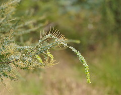 Acacia pravissima