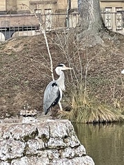 Ardea cinerea