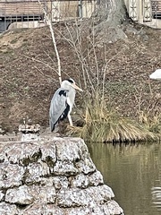Ardea cinerea