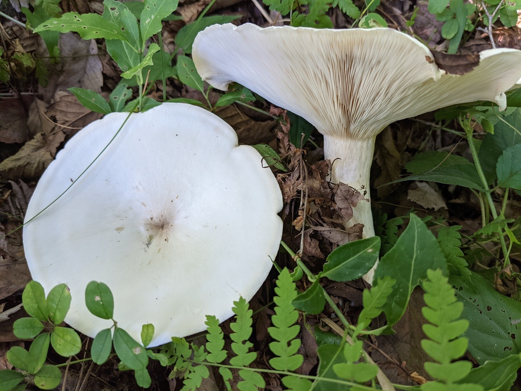 Aspropaxillus giganteus · August 2021 · photo: © atsushi_nakajima_cirque (iNaturalist, cc-by)