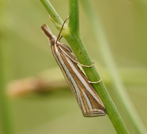 Hednota relatalis (Walker, 1863)