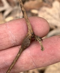 Neolasioptera nodulosa