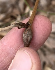 Neolasioptera nodulosa