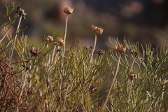 Euryops wageneri
