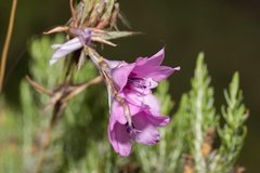 Dierama robustum