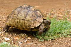 Stigmochelys pardalis