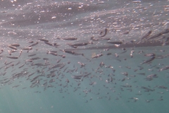 Atherinomorus lacunosus