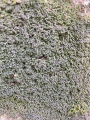 Bryophyta