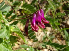 Vicia benghalensis