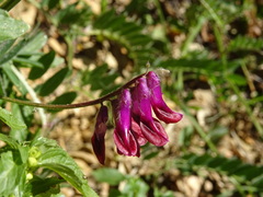 Vicia benghalensis