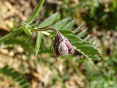 Vicia benghalensis
